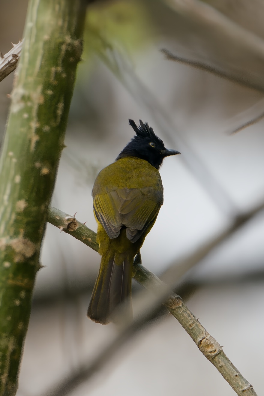 Black-crested Bulbul