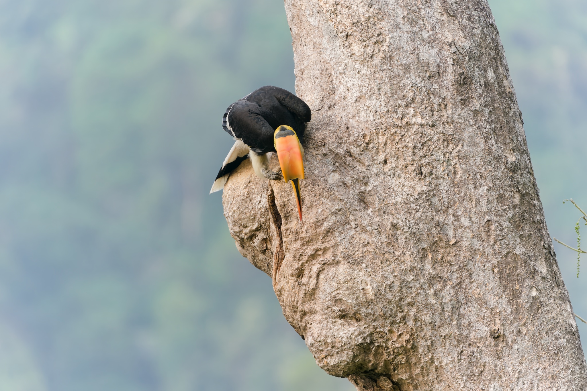 Great Hornbill