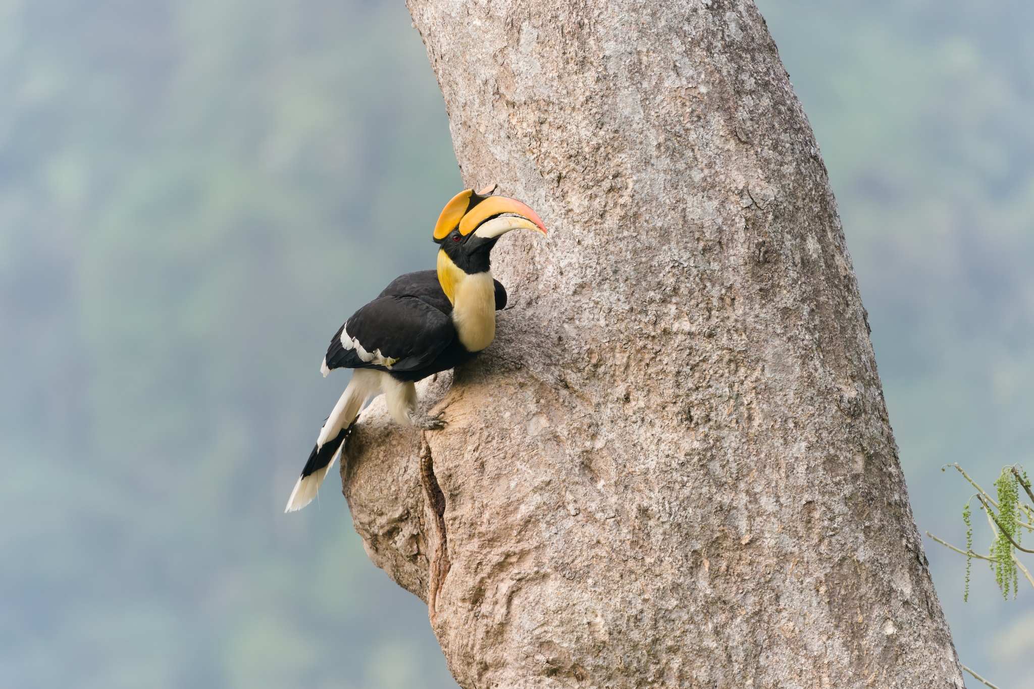 Great Hornbill