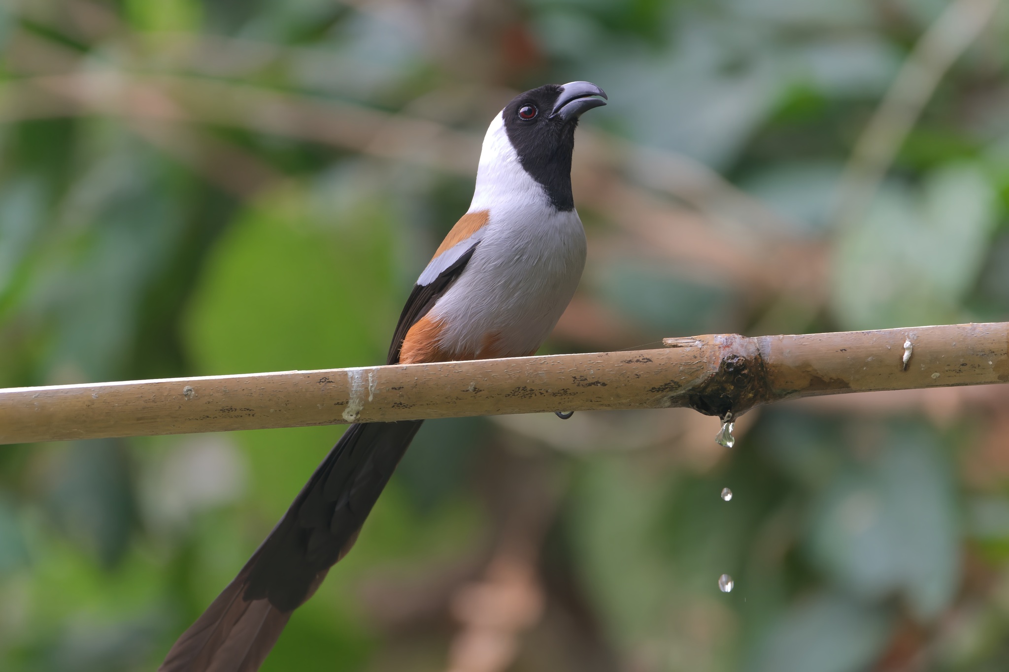 Collared Treepie