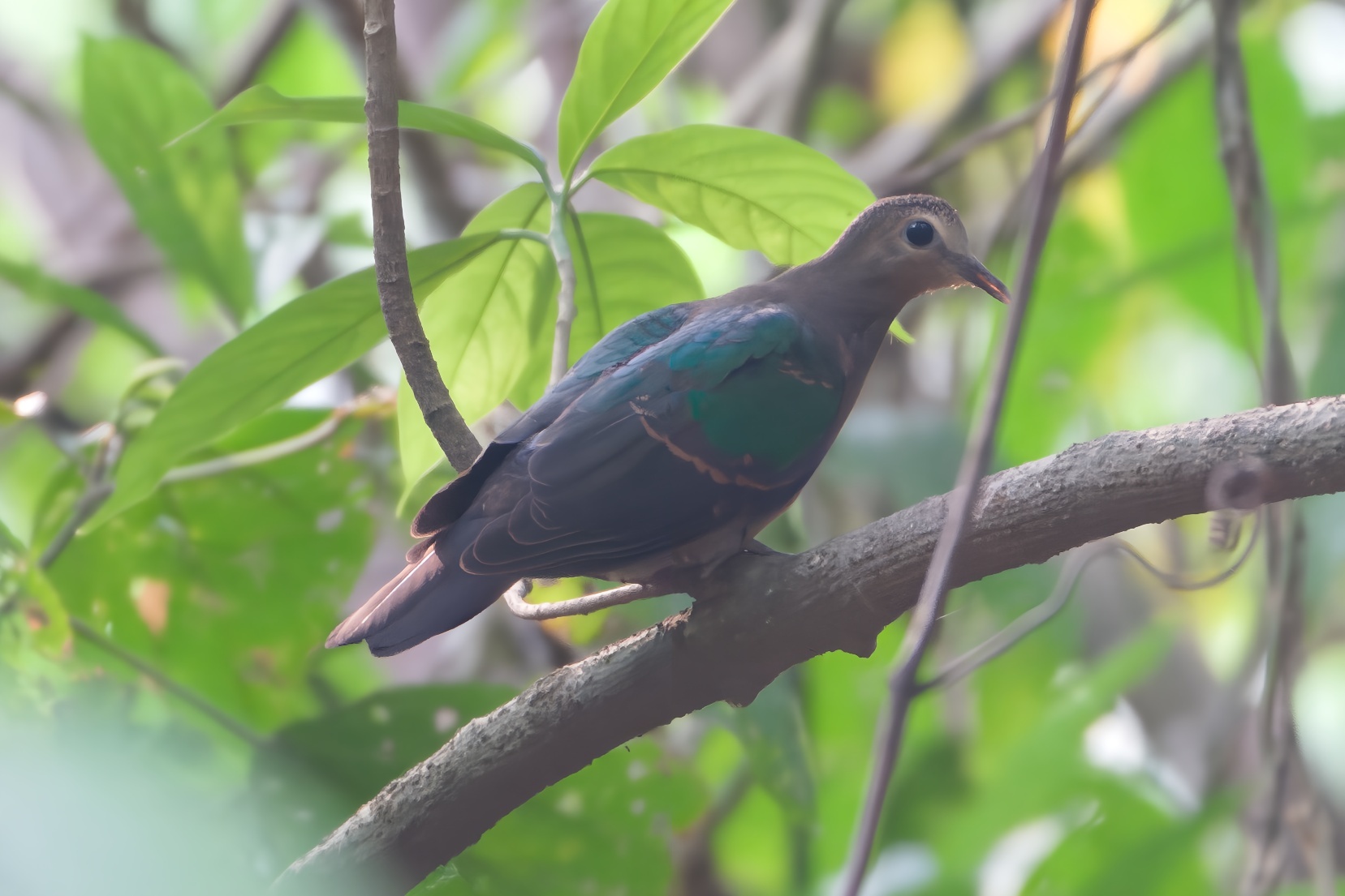Common Emerald Dove