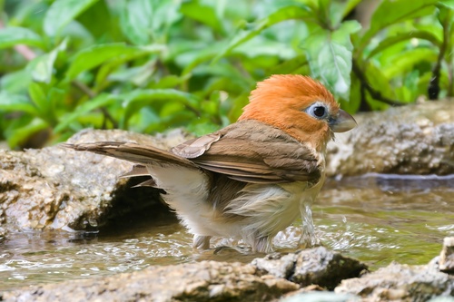Rufous-headed Parrotbill (Paradoxornis bakeri), photo 4