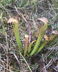 Sarracenia rubra