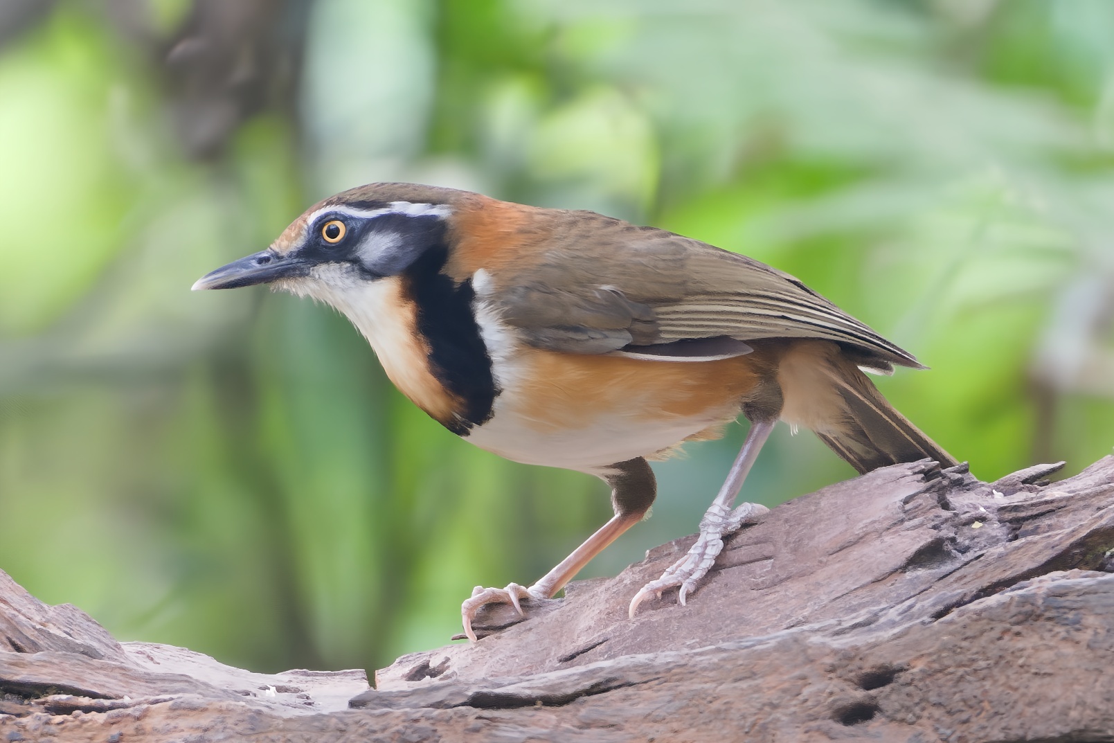 Lesser Necklaced Laughingthrush