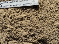 Dipodomys deserti