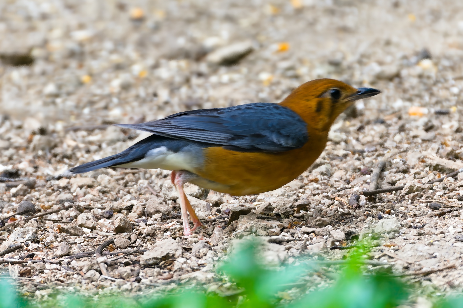 Orange-headed Thrush