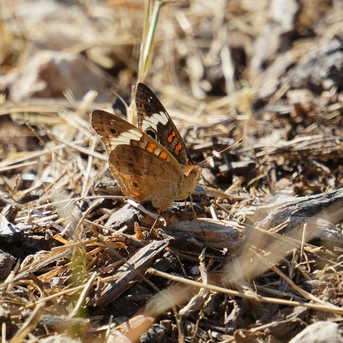 Common Buckeye