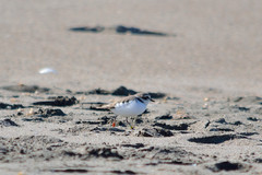 Charadrius nivosus