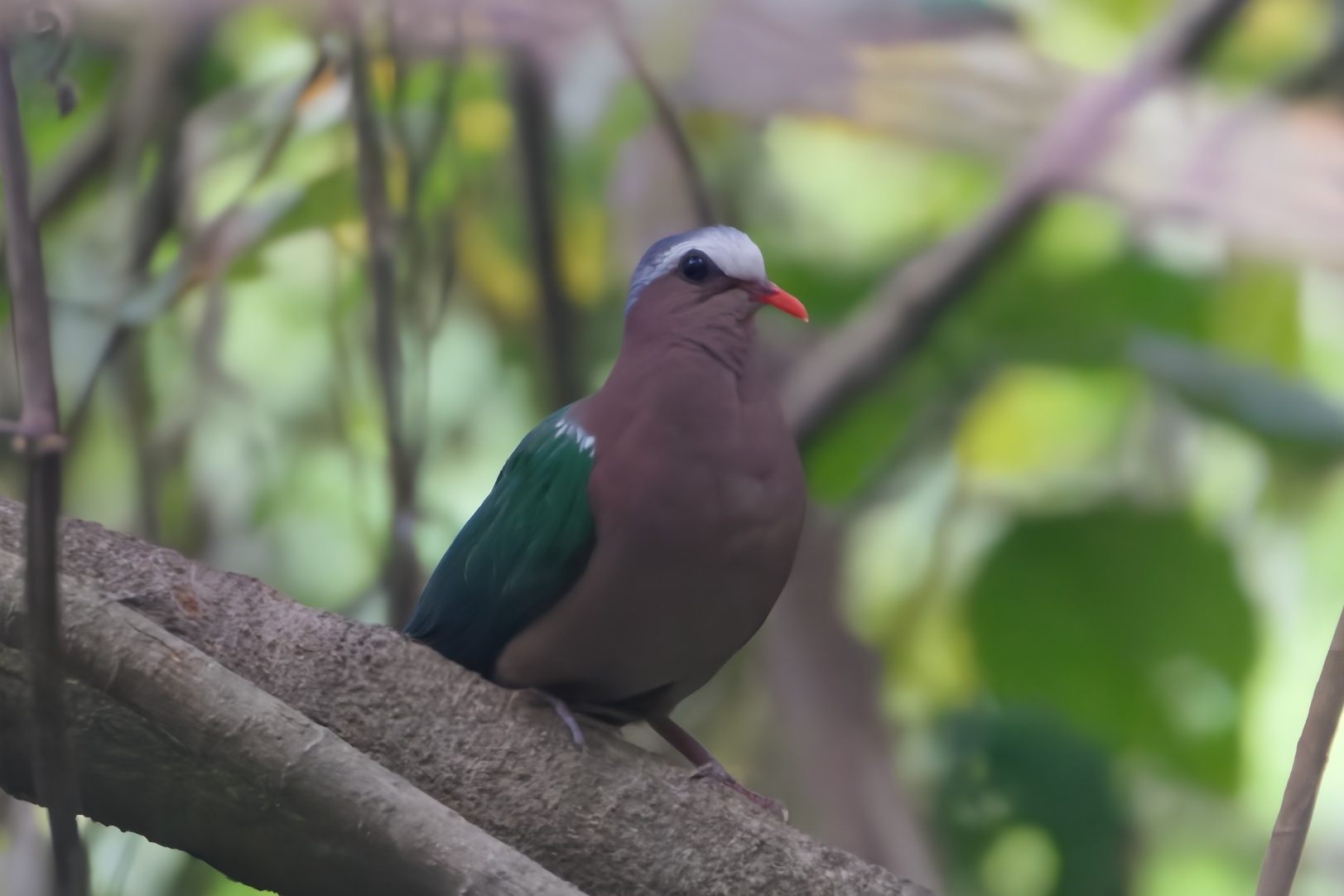 Common Emerald Dove