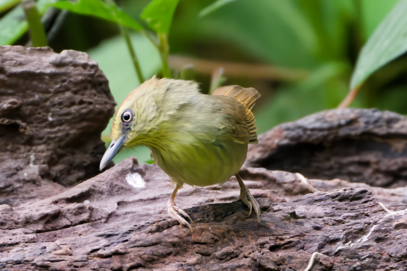 Pin-striped Tit-Babbler