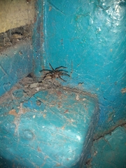 Kukulcania hibernalis