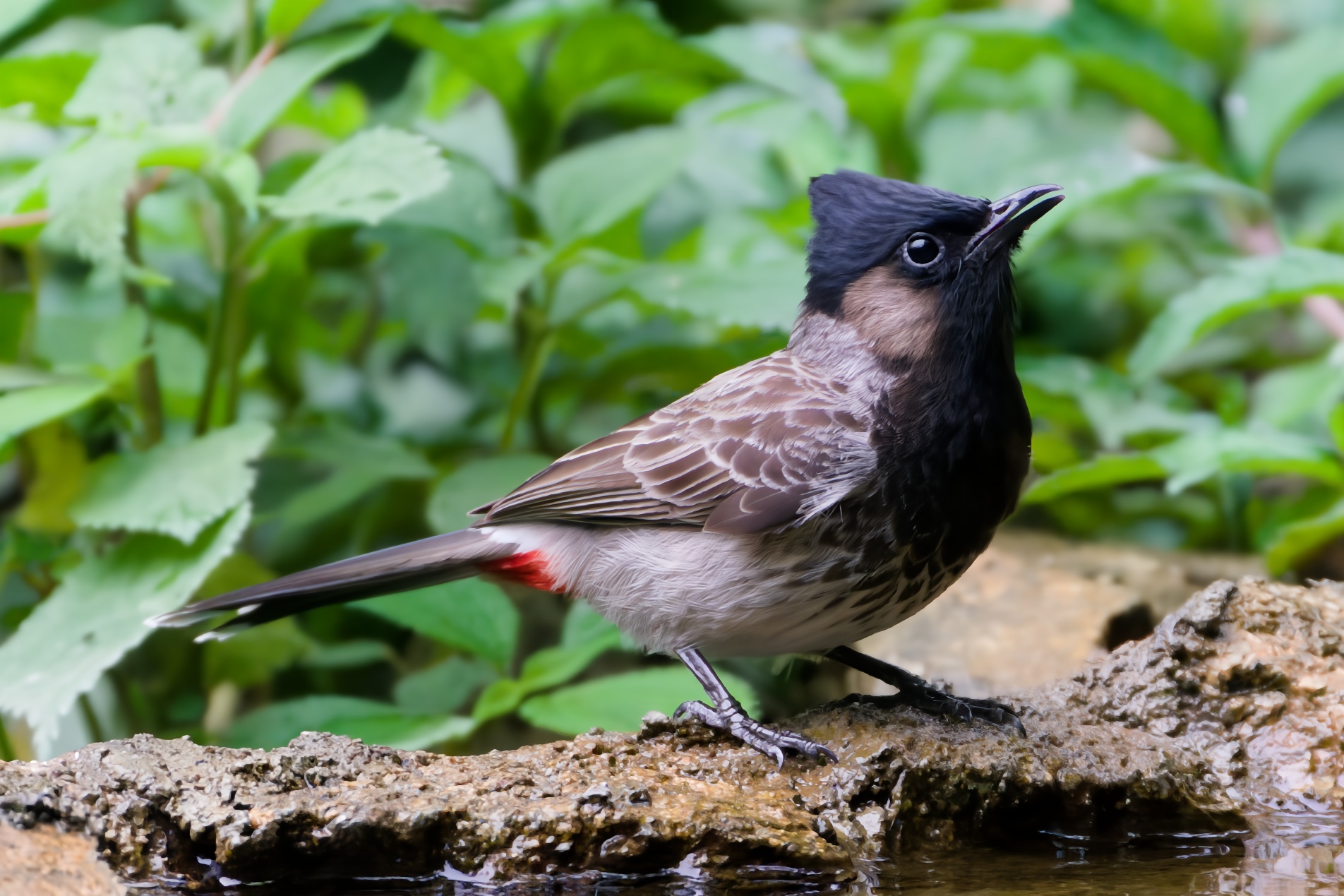 Red-vented Bulbul