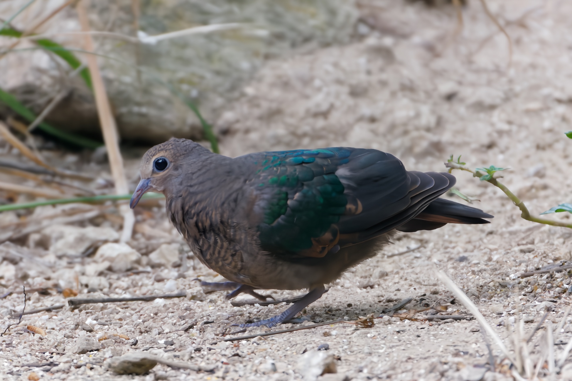Common Emerald Dove