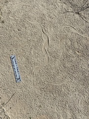 Dipodomys deserti