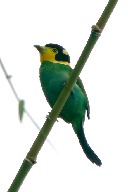 Long-tailed Broadbill