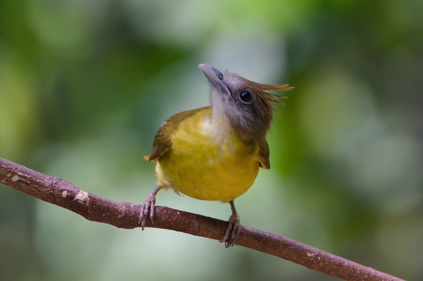 White-throated Bulbul
