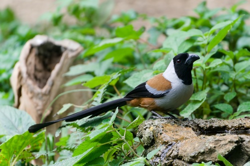 Collared Treepie (Dendrocitta frontalis), photo 5