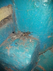 Kukulcania hibernalis