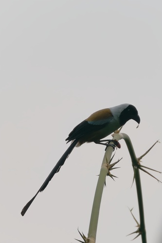 Collared Treepie (Dendrocitta frontalis), photo 6