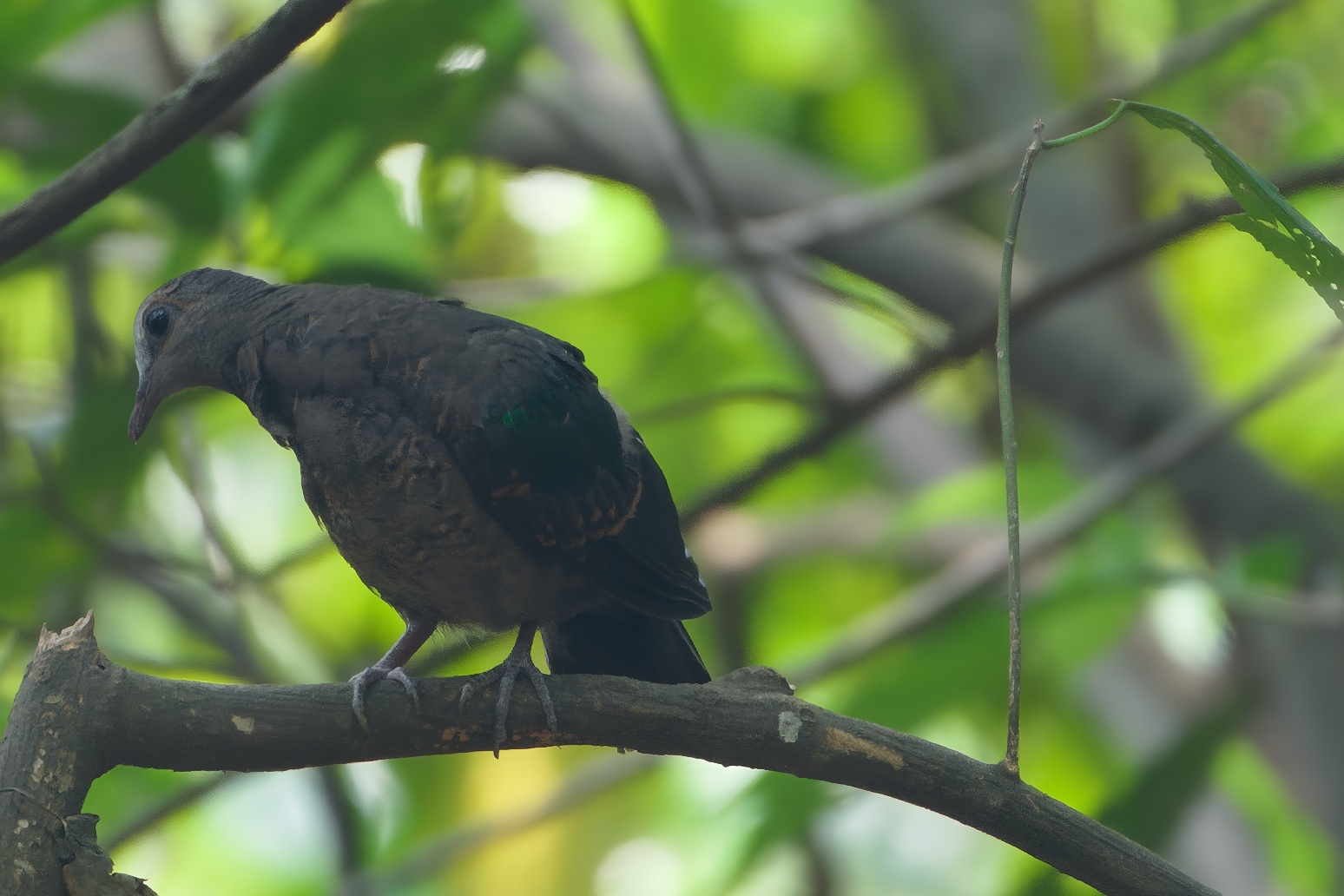 Common Emerald Dove