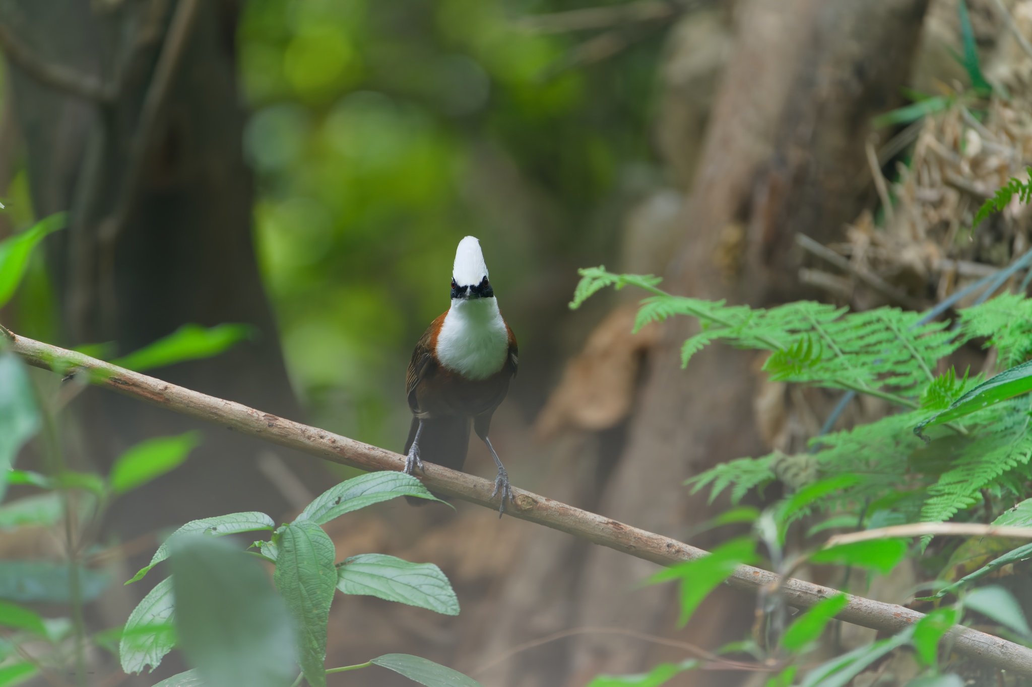 White-crested Laughingthrush