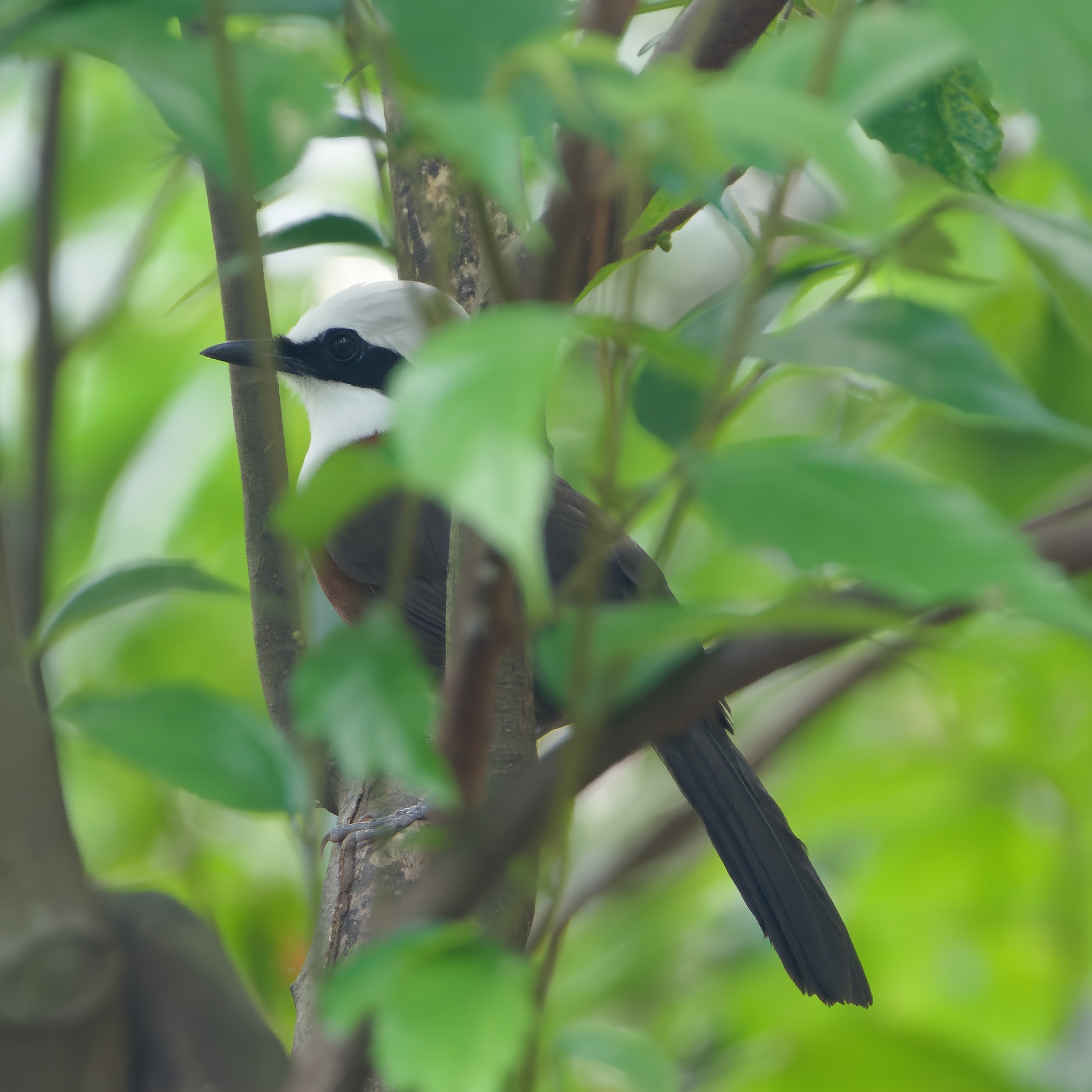 White-crested Laughingthrush