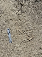 Dipodomys deserti