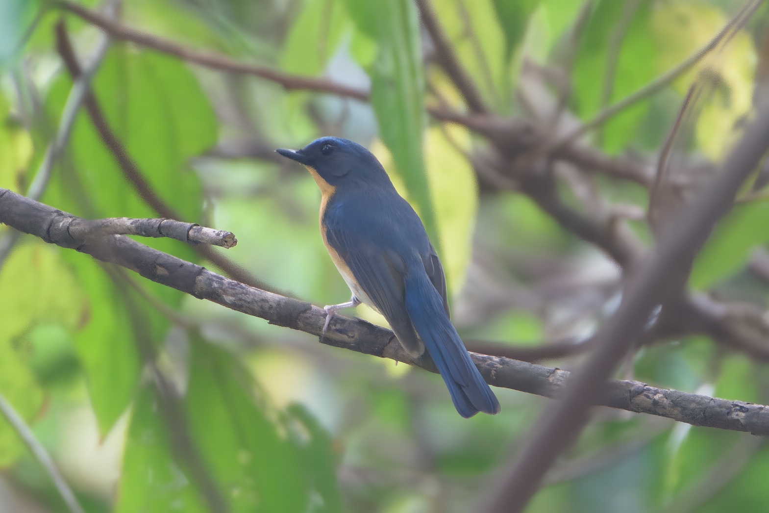 Hill Blue Flycatcher