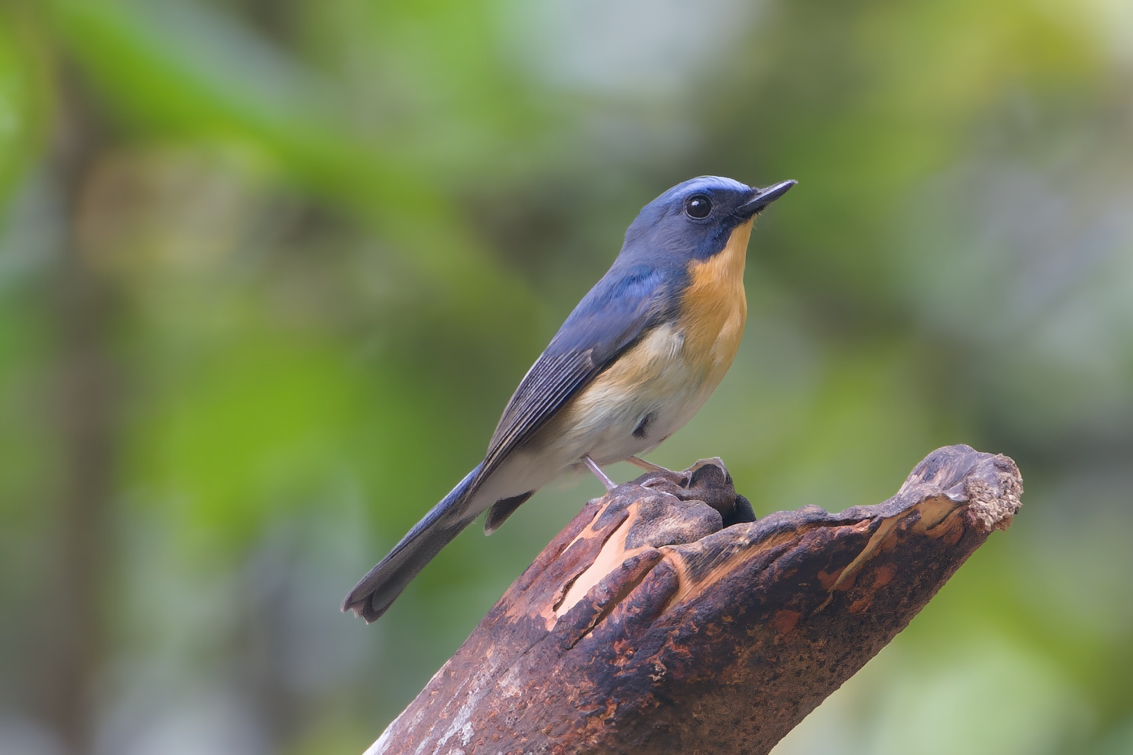 Hill Blue Flycatcher