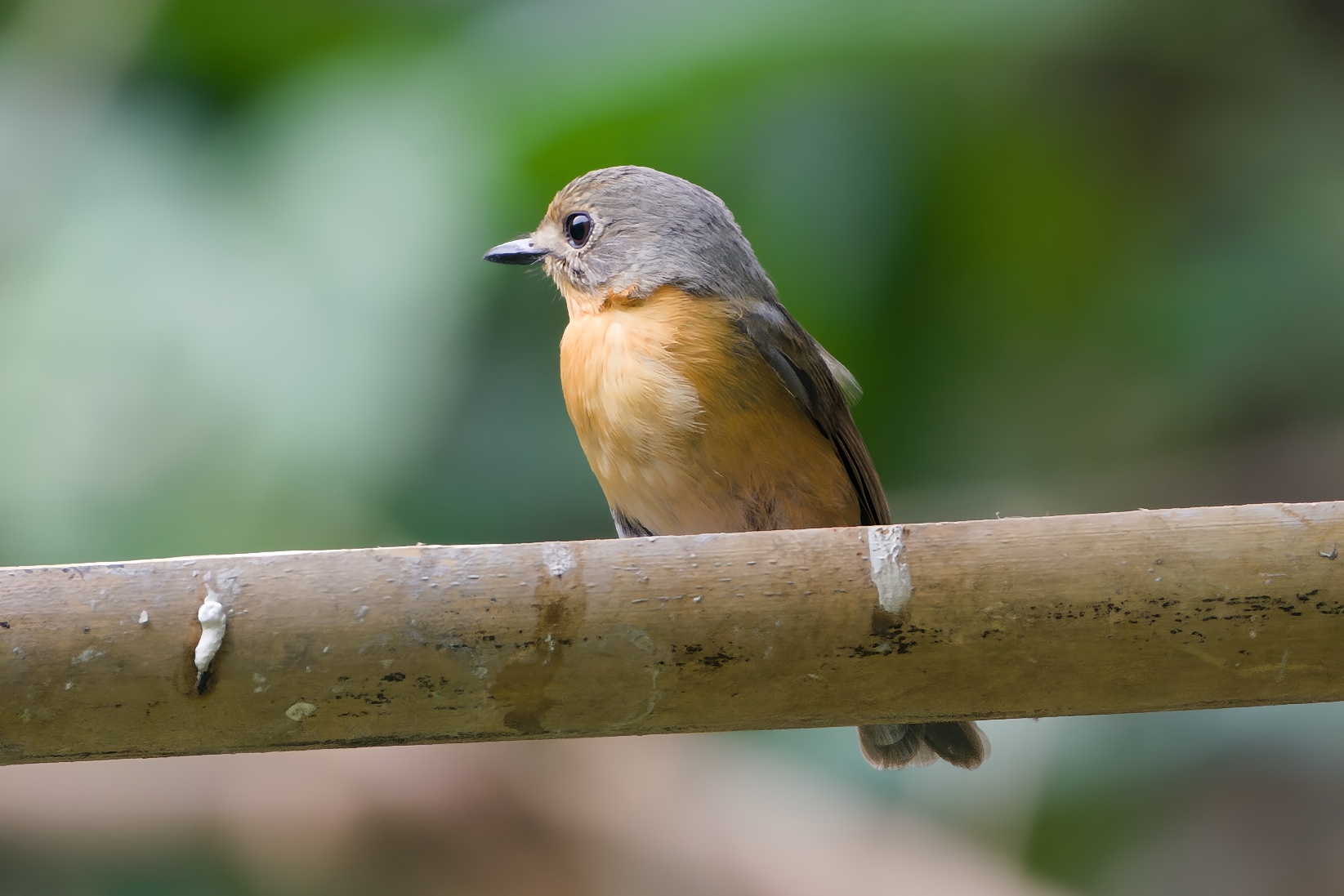 Hill Blue Flycatcher