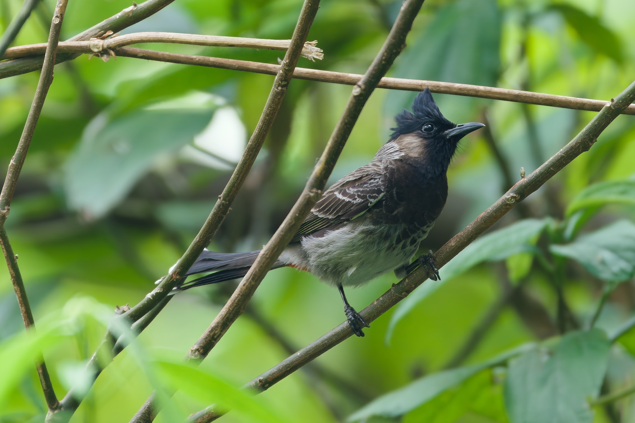 Red-vented Bulbul