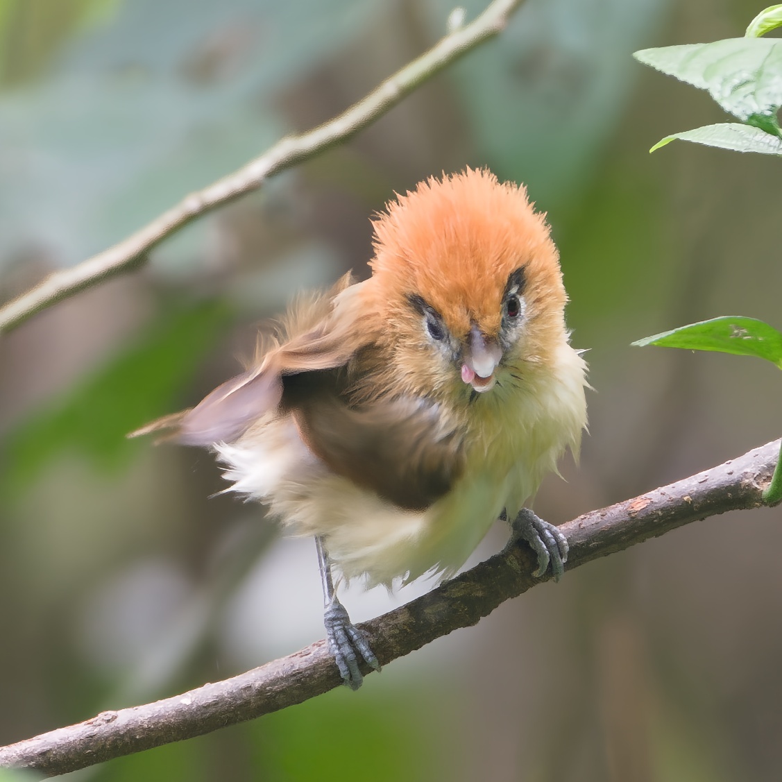 Pale-billed Parrotbill illustration