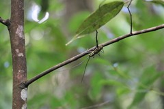 Macrochenus tigrinus