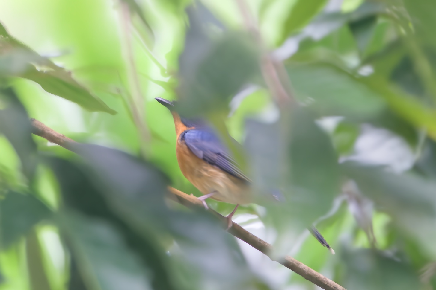 Hill Blue Flycatcher