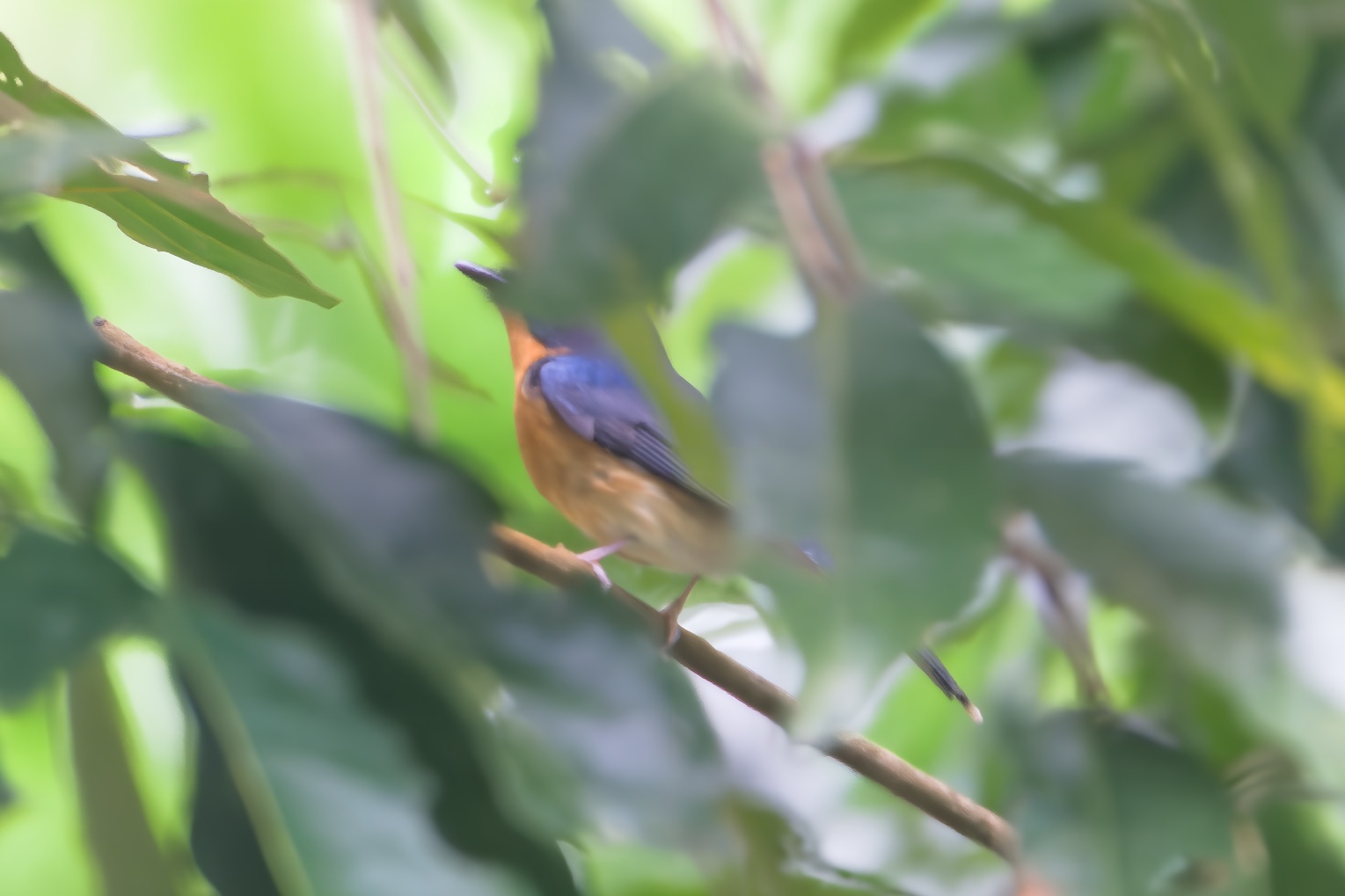 Hill Blue Flycatcher