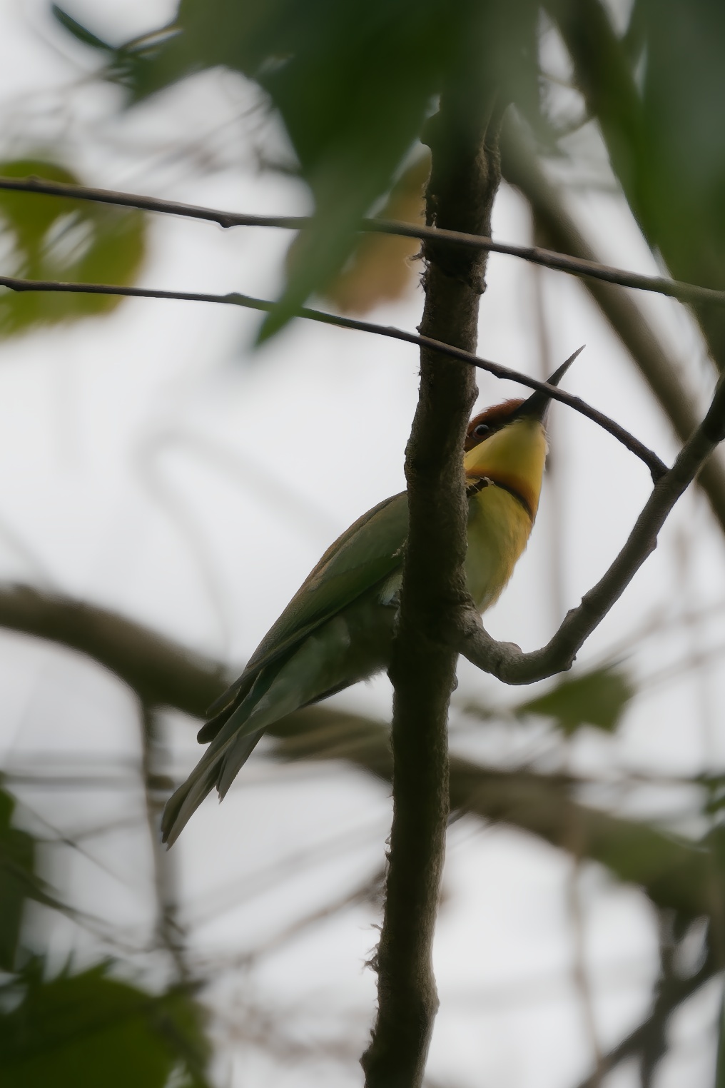 Chestnut-headed Bee-eater