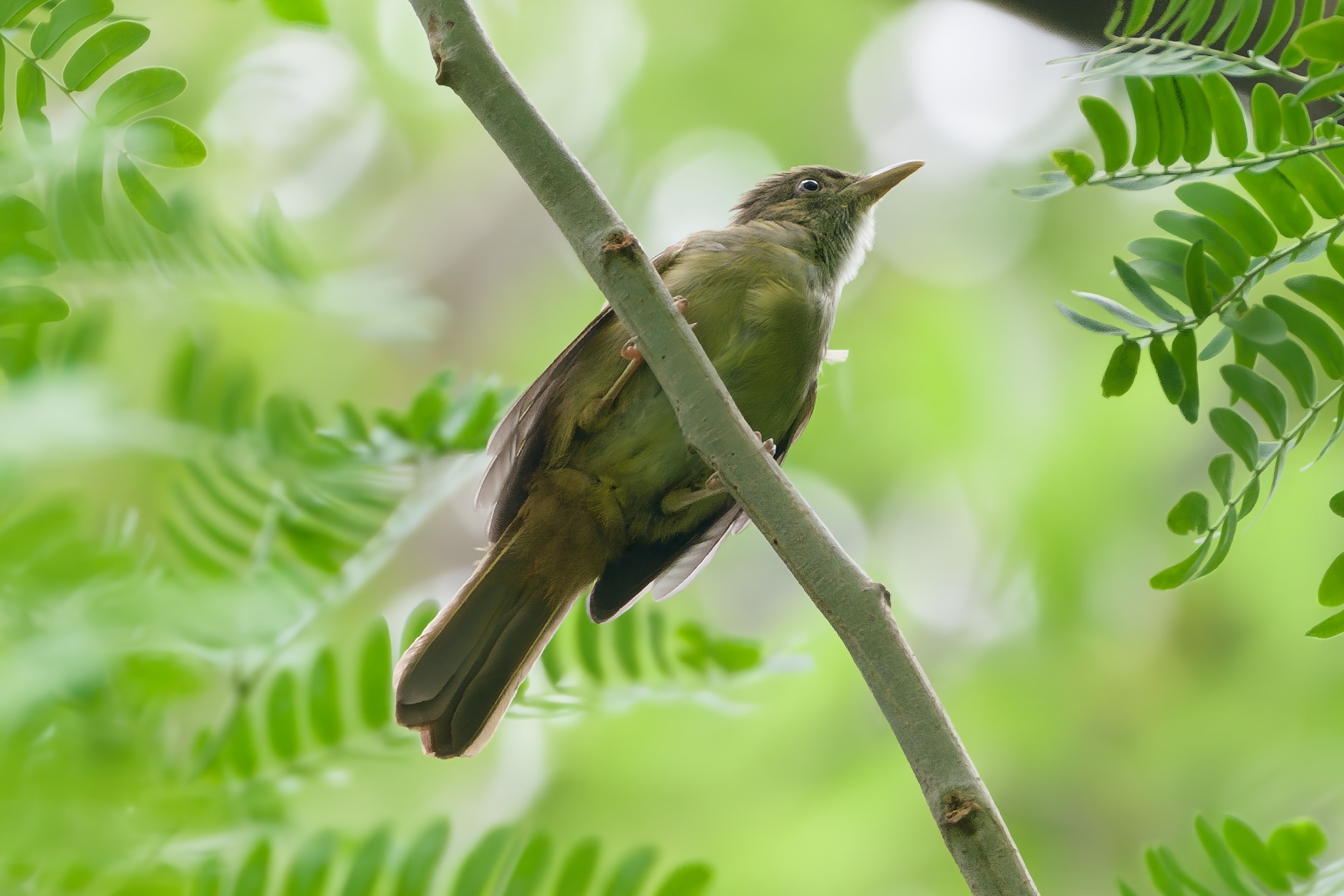 Grey-eyed Bulbul