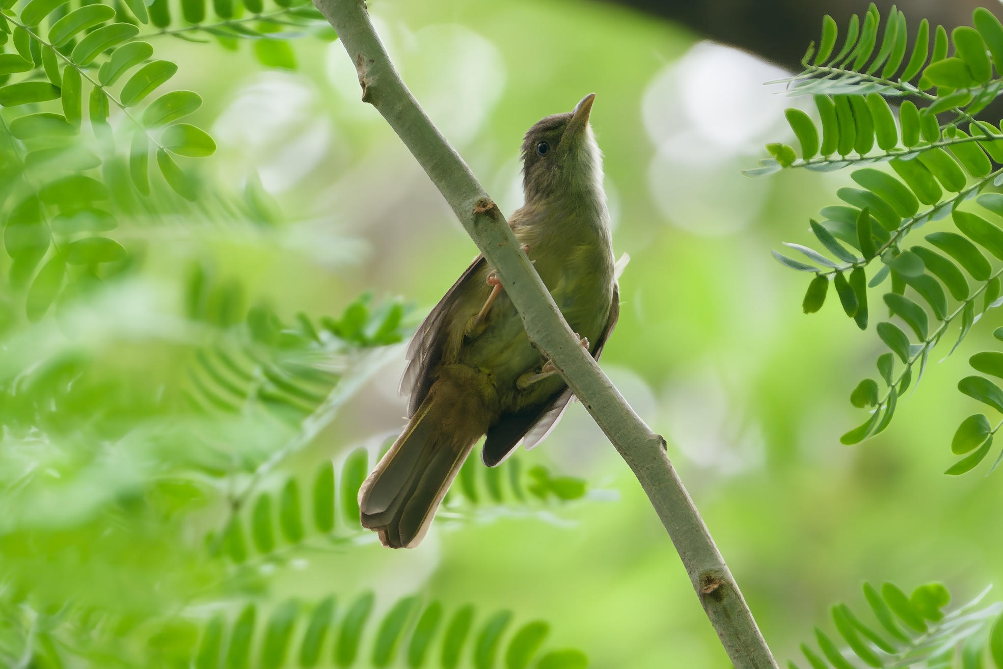 Grey-eyed Bulbul