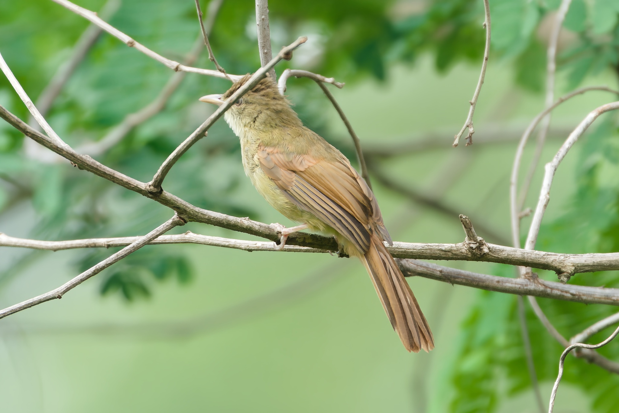 Grey-eyed Bulbul