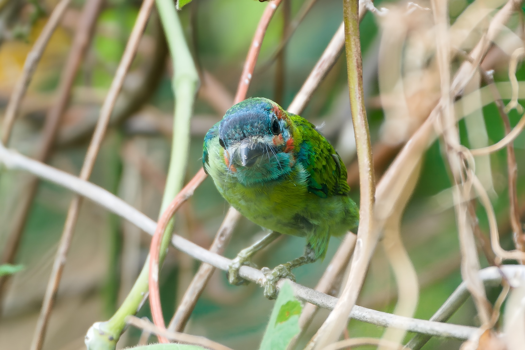 Black-eared Barbet