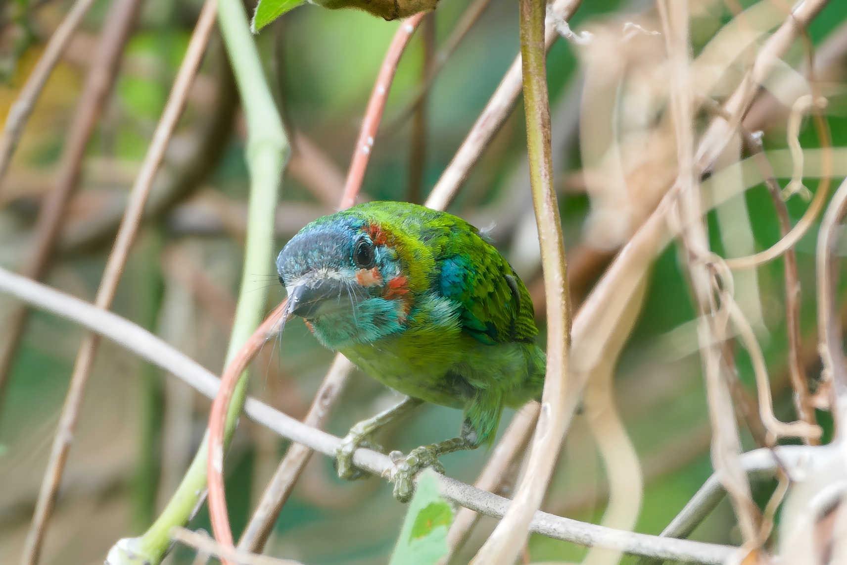 Black-eared Barbet