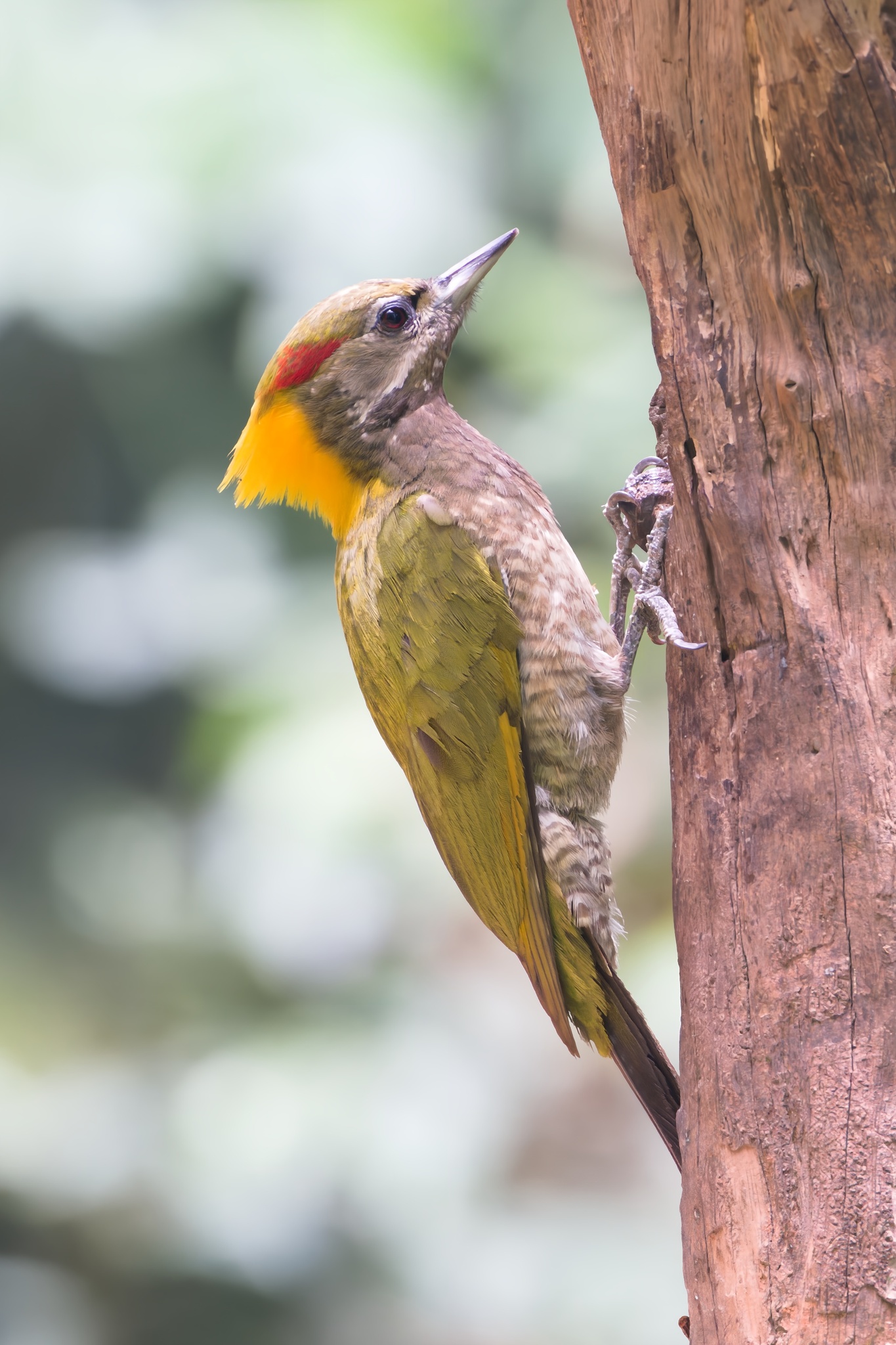Lesser Yellownape