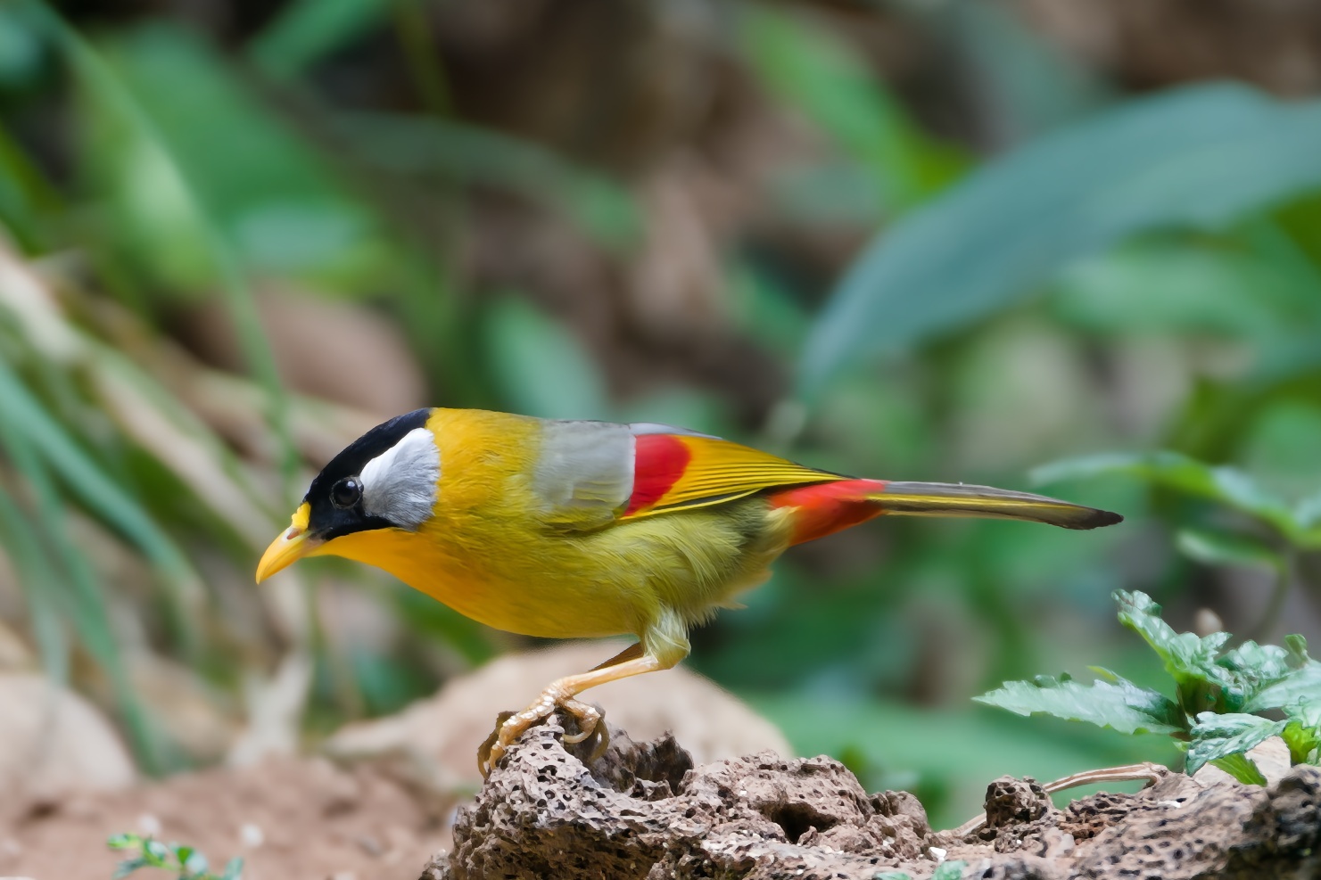 Silver-eared Mesia
