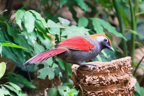 Red-tailed Laughingthrush (Trochalopteron milnei), photo 9