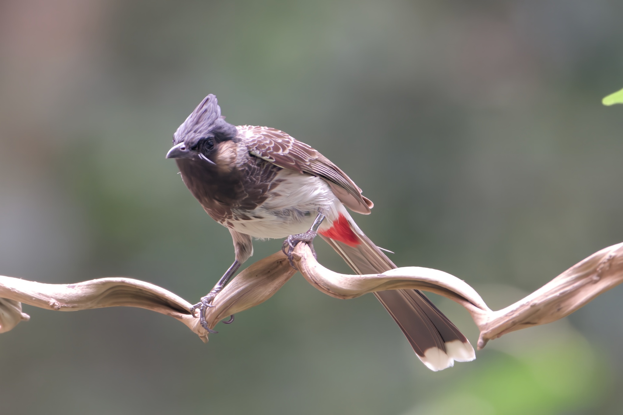Red-vented Bulbul