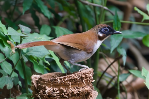 Grey-sided Laughingthrush (Pterorhinus caerulatus), photo 8
