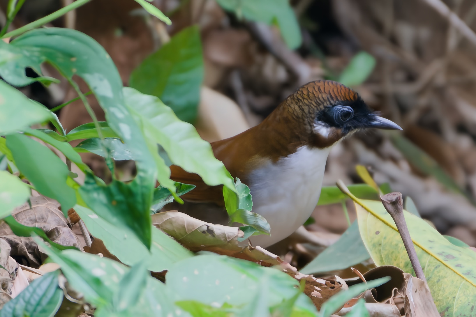 Grey-sided Laughingthrush