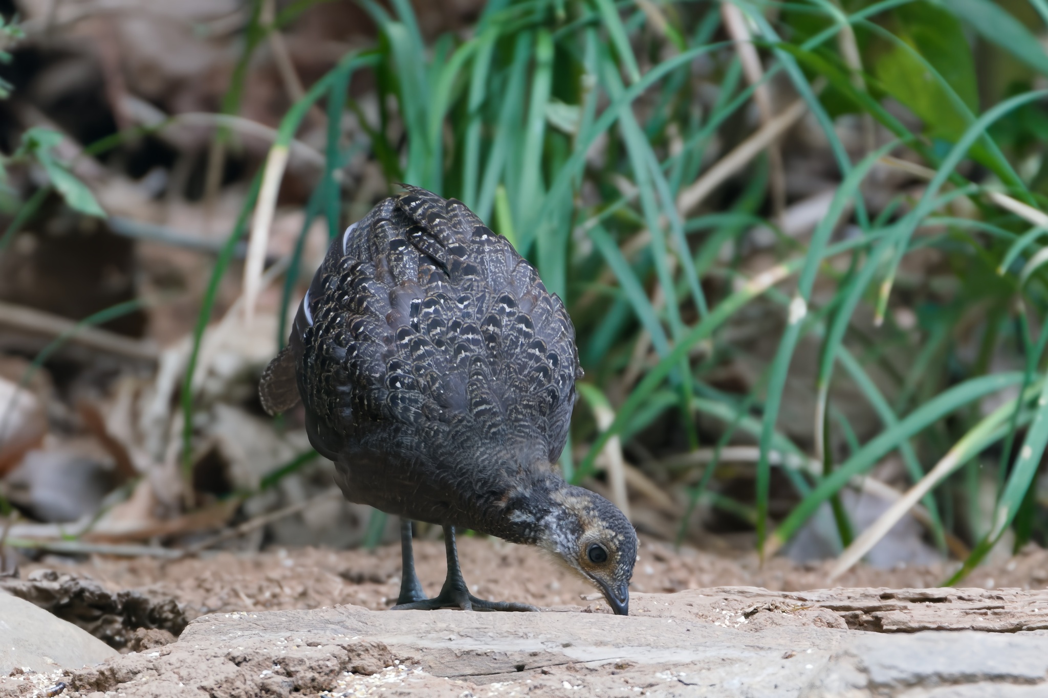 Grey Peacock-Pheasant