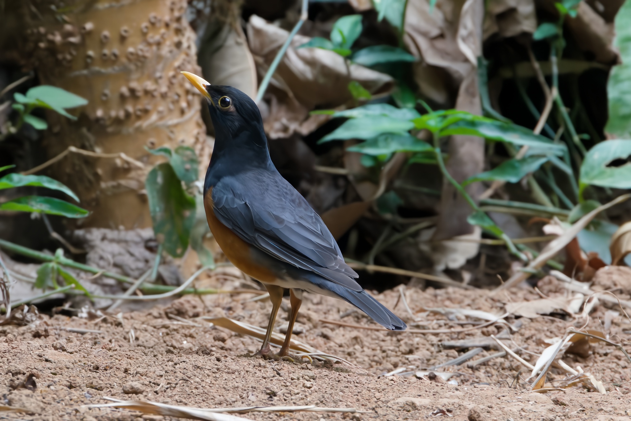 Black-breasted Thrush