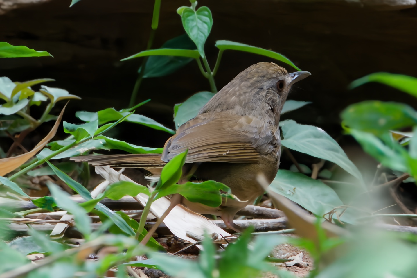 Buff-breasted Babbler